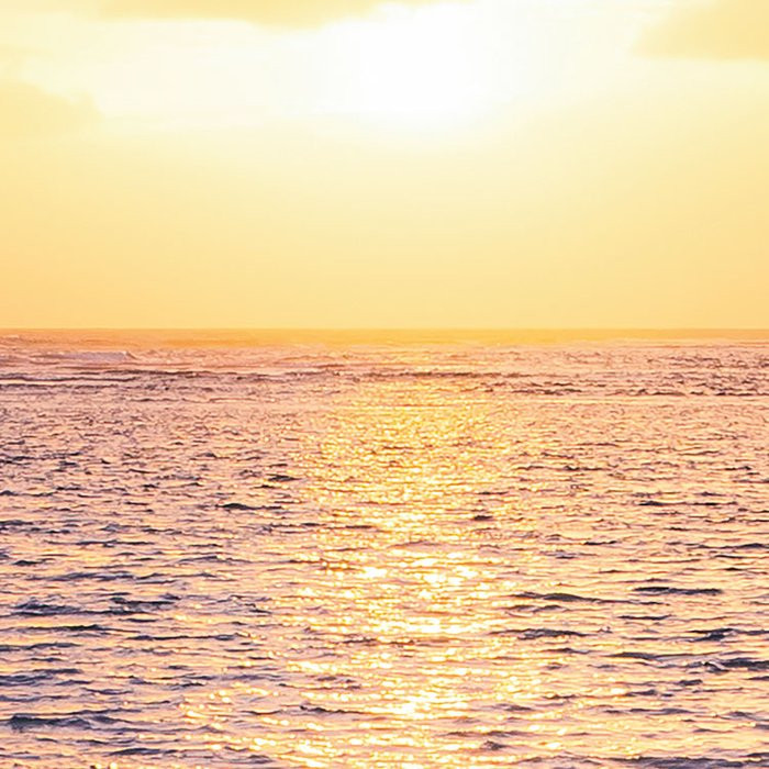 Palmtrees on Beach