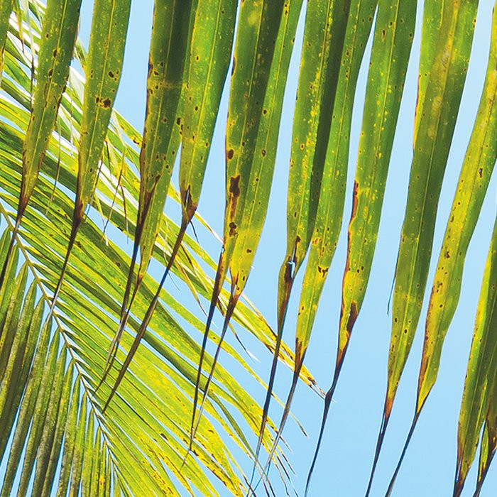 Under The Palmtree