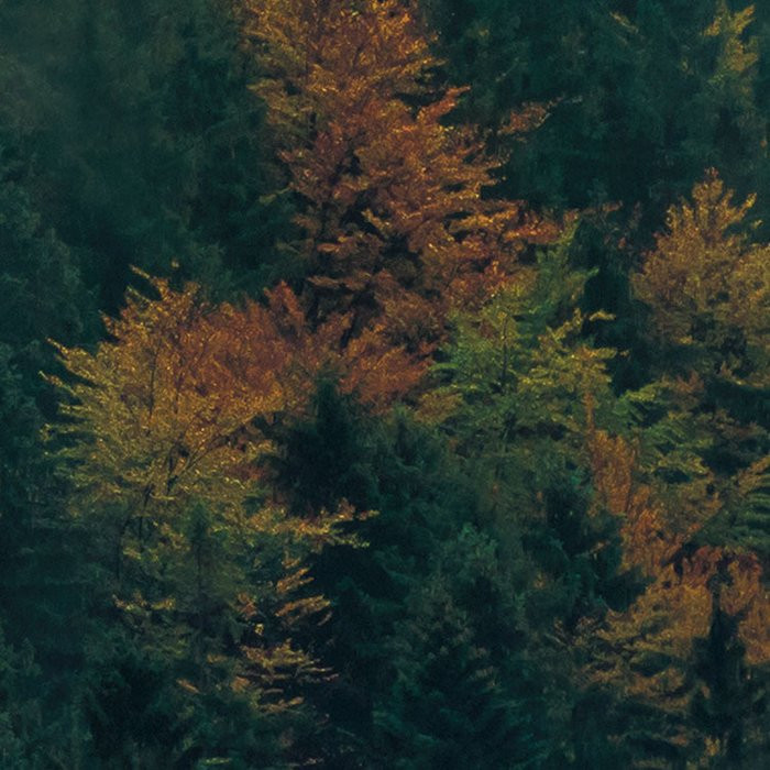 Tales of the Carpathians