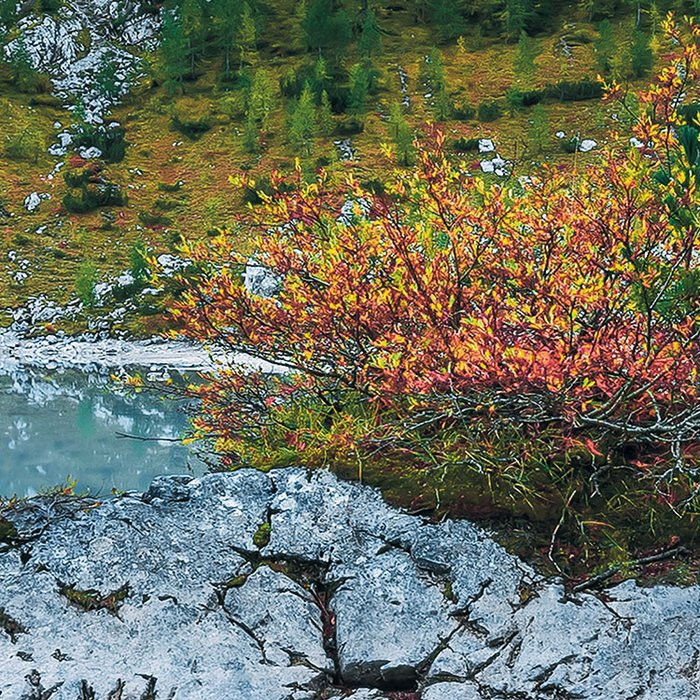Alpine Treasure