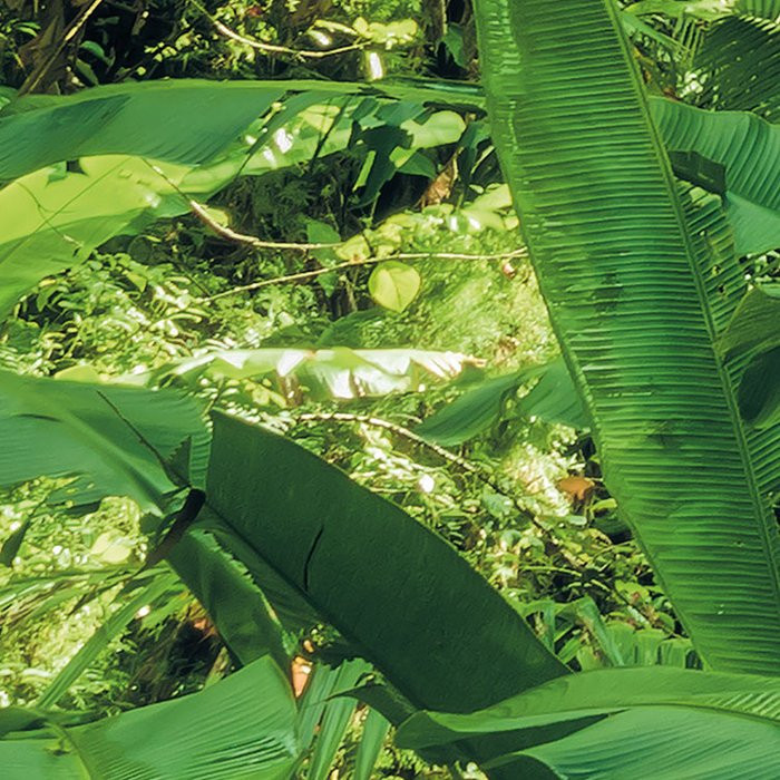 Into the Jungle