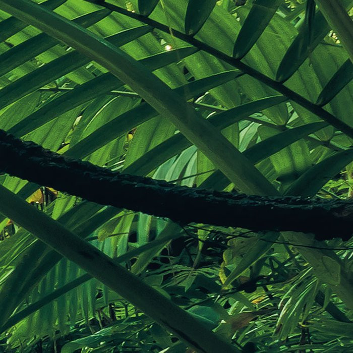 Into the Jungle