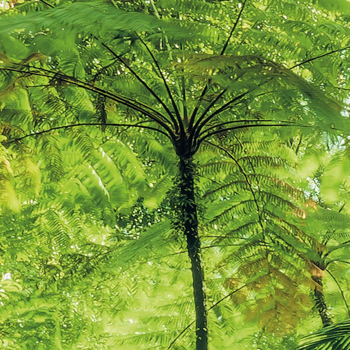 Into the Jungle