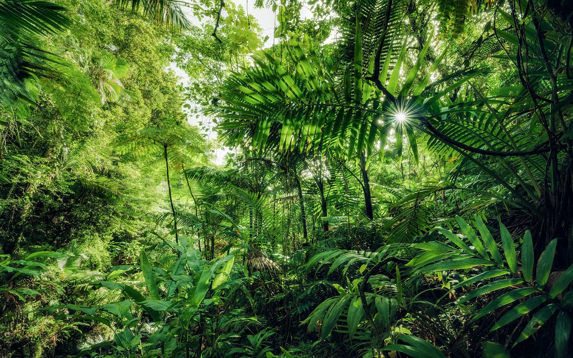 Into the Jungle