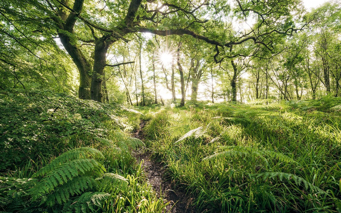 Mystic Path