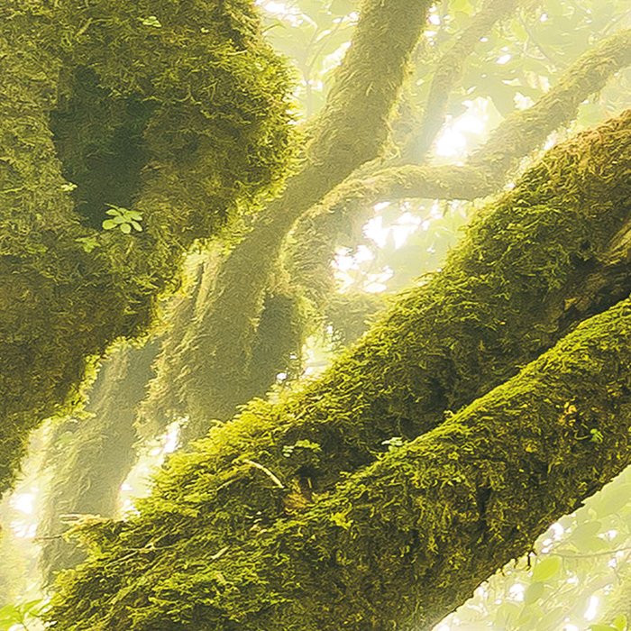 Green Fire