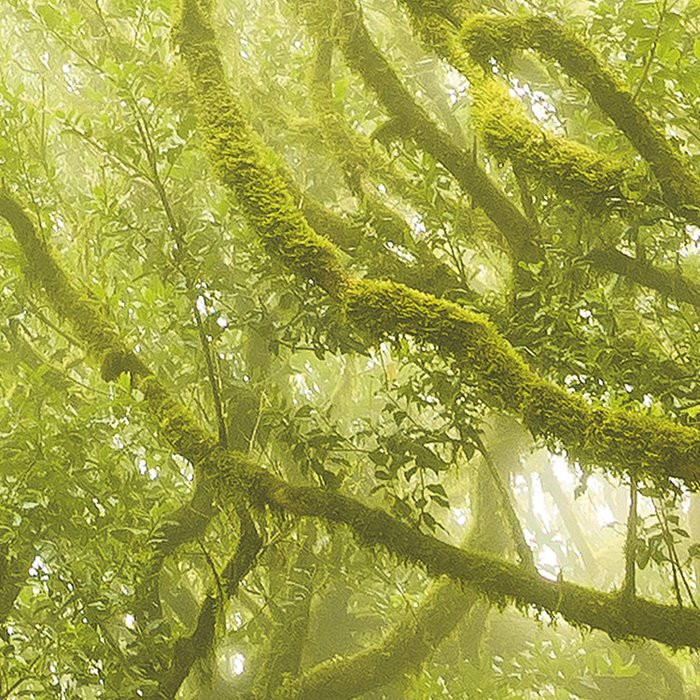 Green Fire
