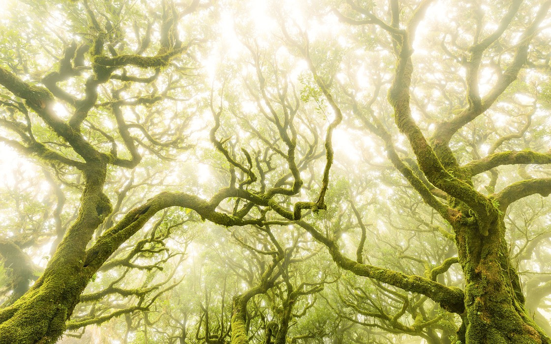 Green Fire