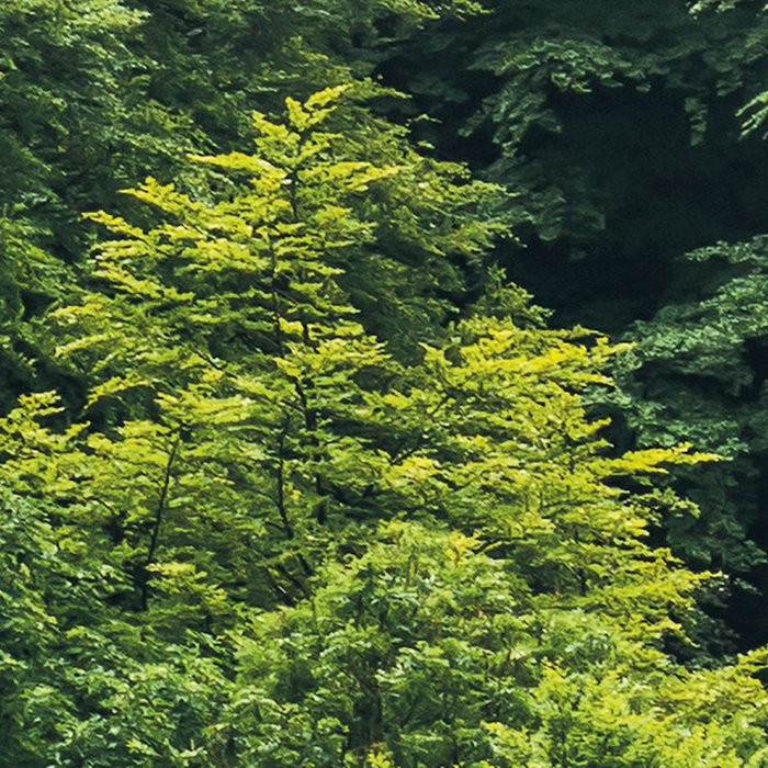 Forest Land