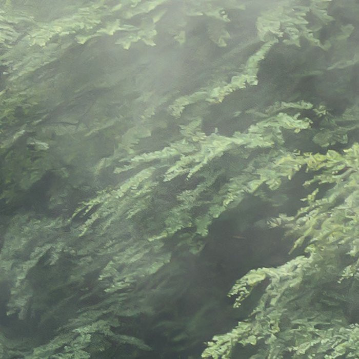 Forest Land