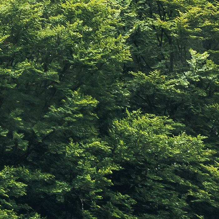 Forest Land