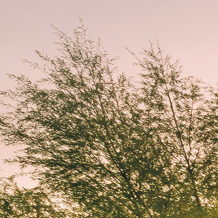 Morning View II