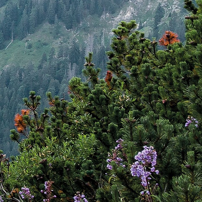 Alps