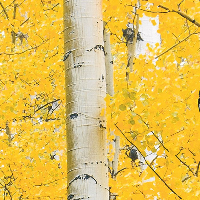 Orange Forest