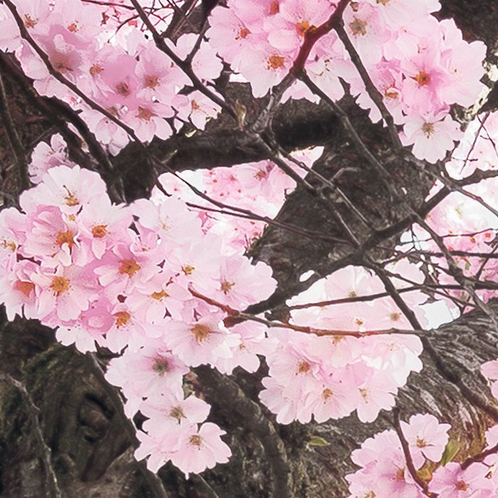 Bloom