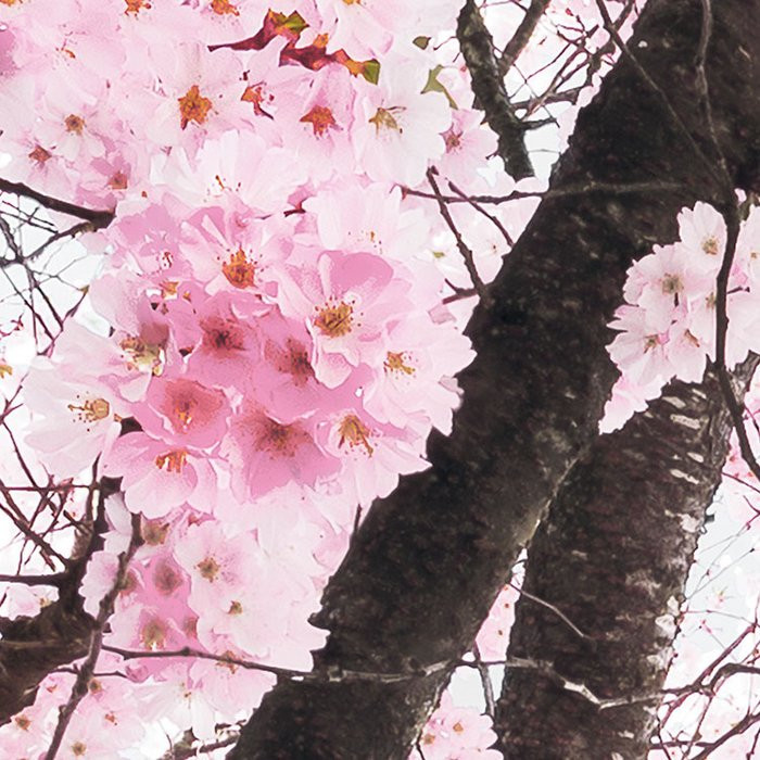 Bloom