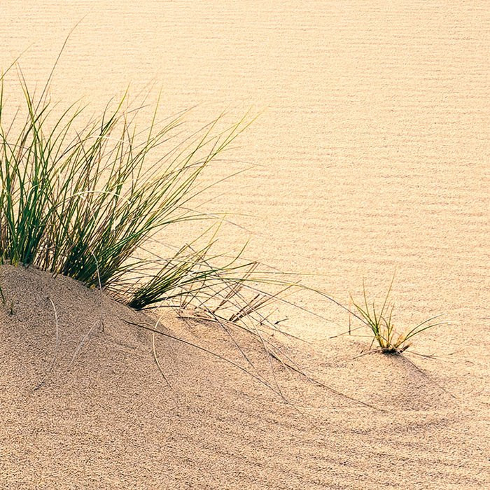 Vivid Dunes