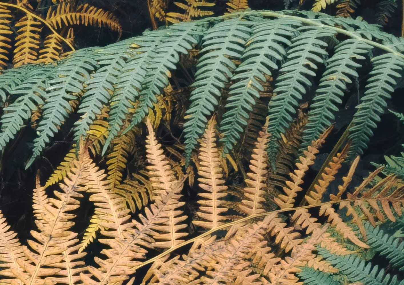 Waldgeheimnis II