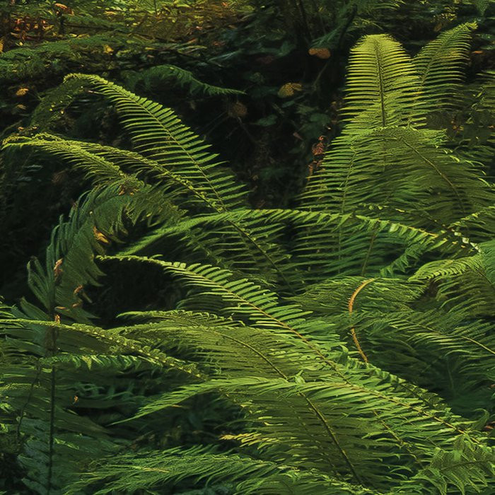 Goblins Woods