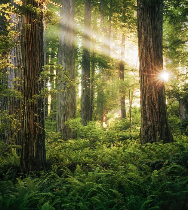 Goblins Woods