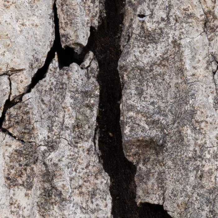 African Wall XIX