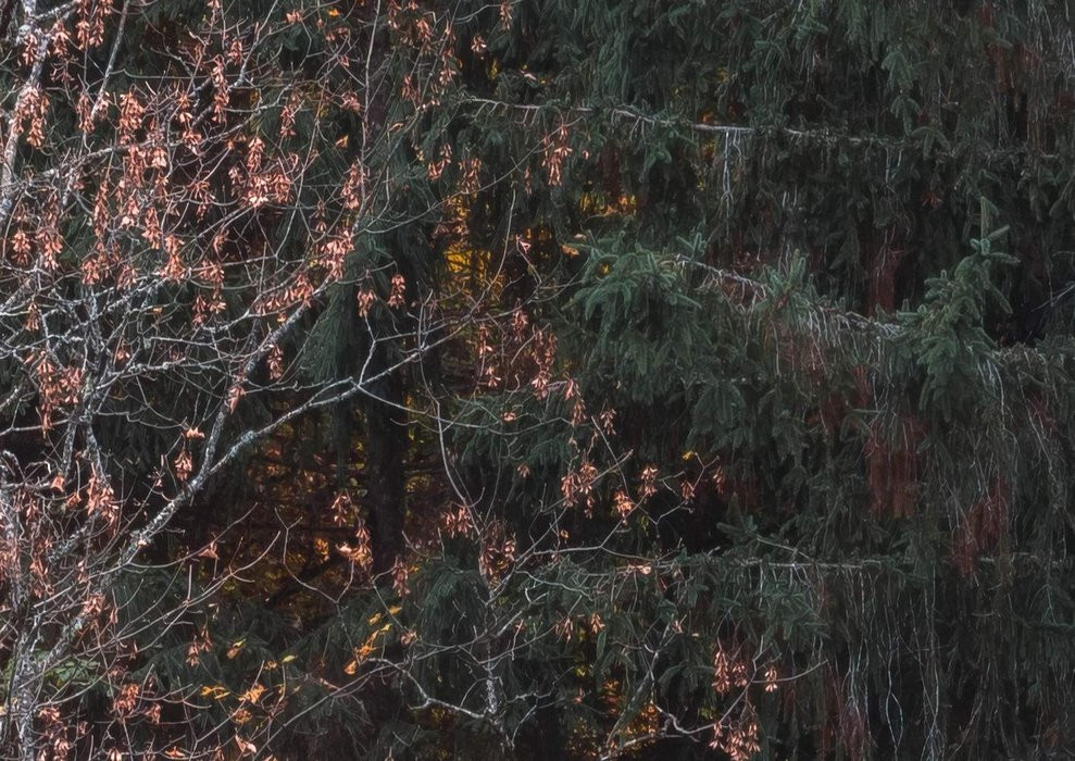 Autumn Cabin