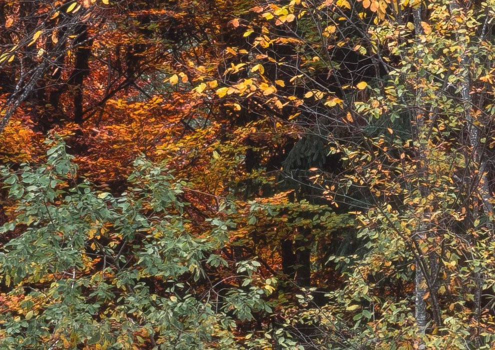 Autumn Cabin