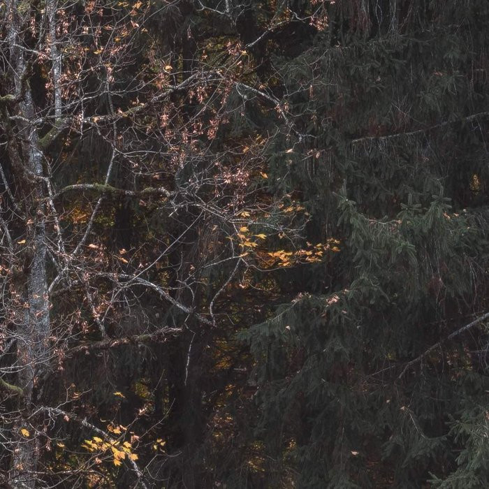 Autumn Cabin