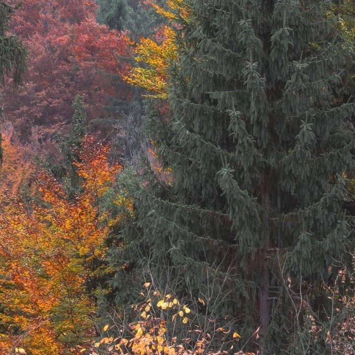 Autumn Cabin