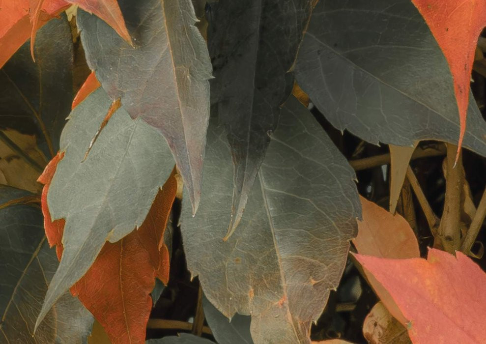 Autumn Foliage II