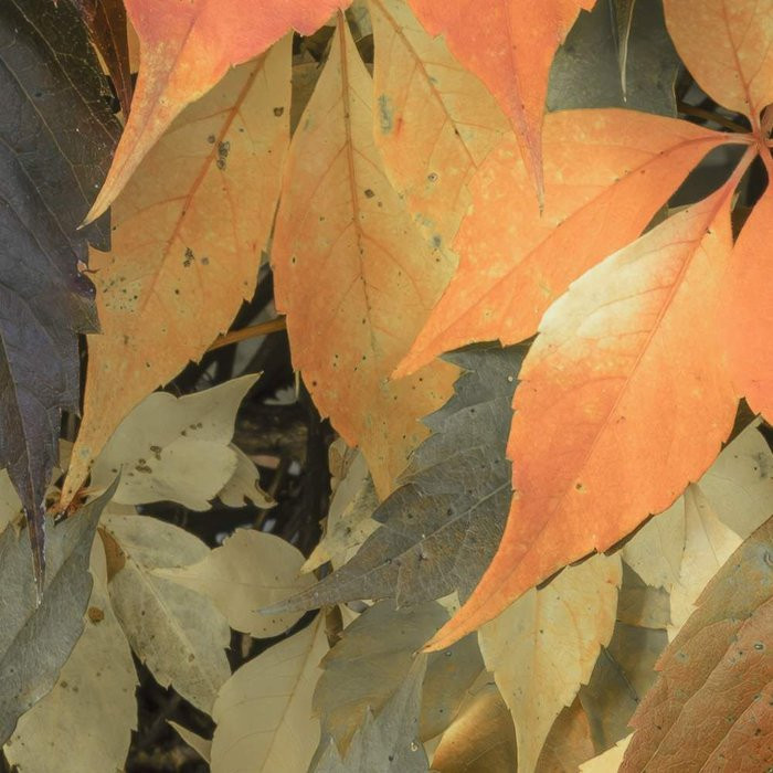 Autumn Foliage II