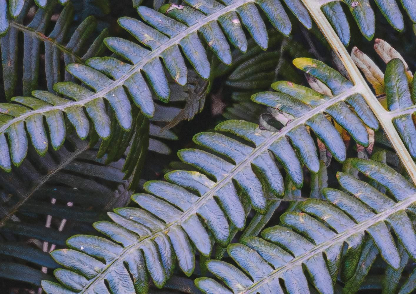 Fern Canopy II