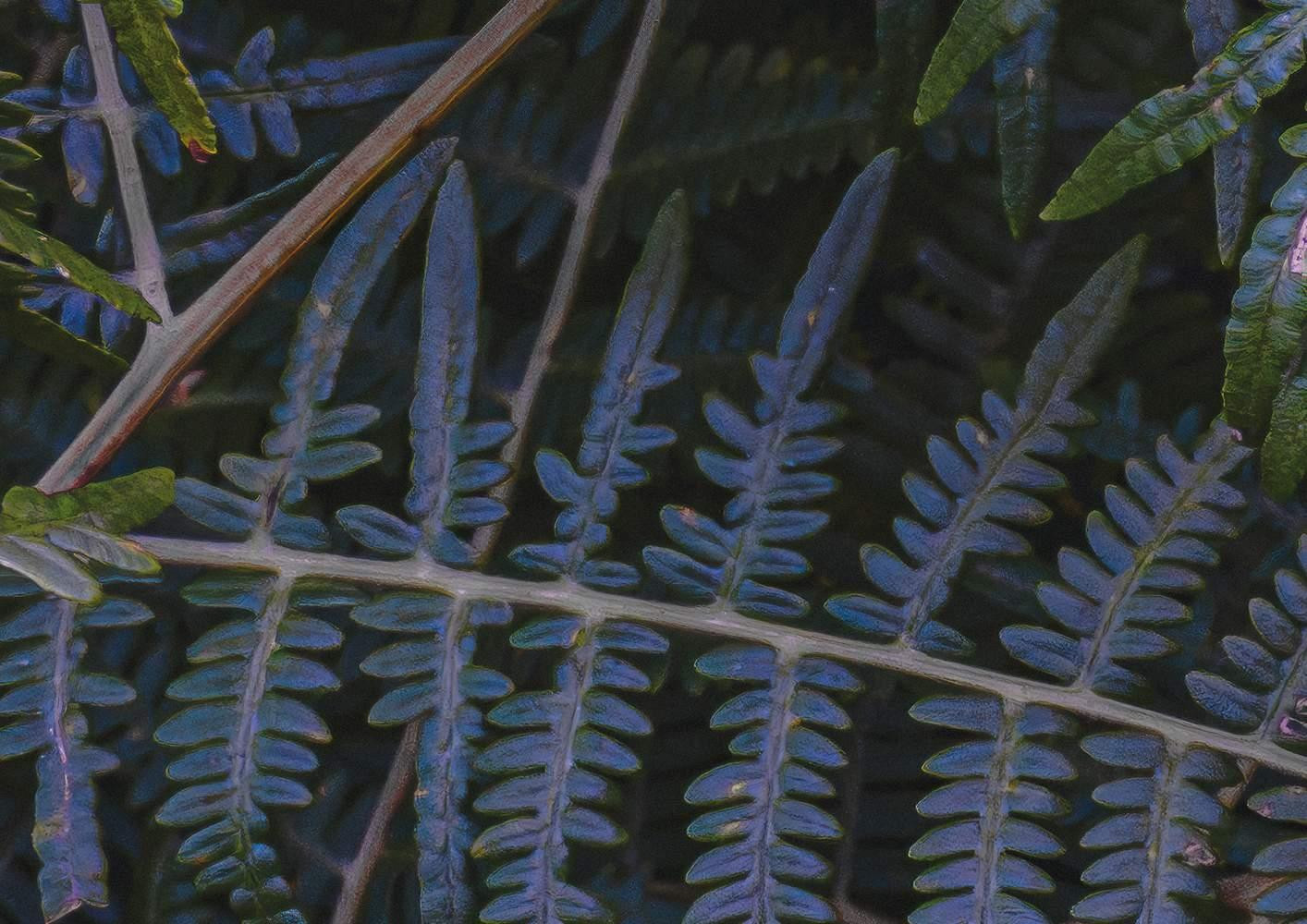 Fern Canopy II