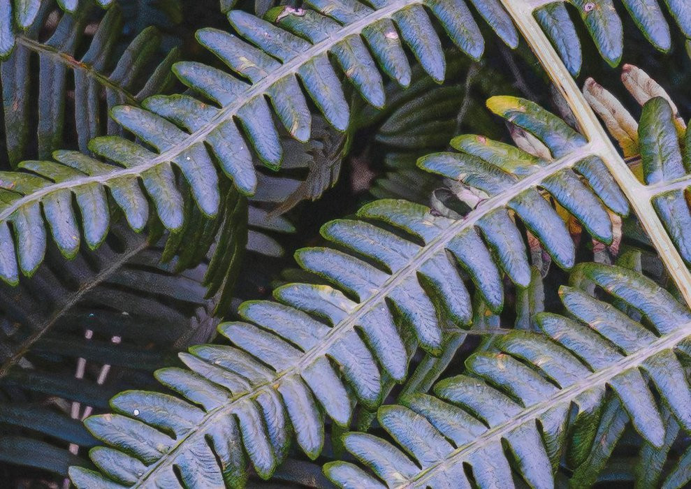 Fern Canopy II