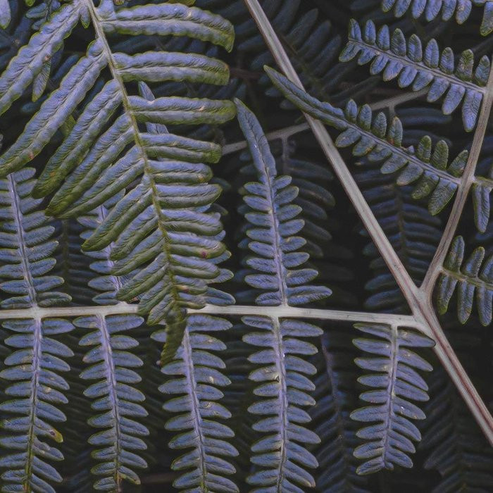 Fern Canopy II