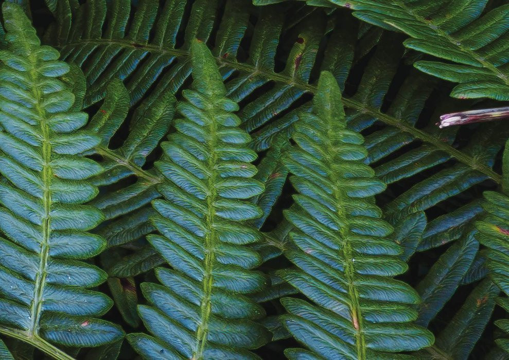 Fern Canopy