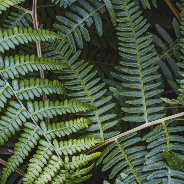 Fern Canopy