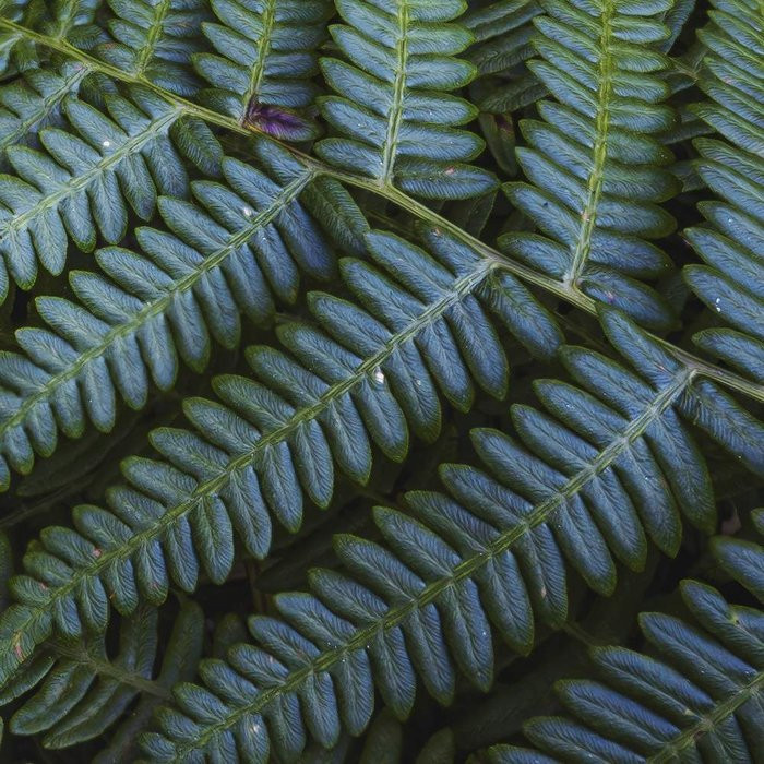 Fern Canopy