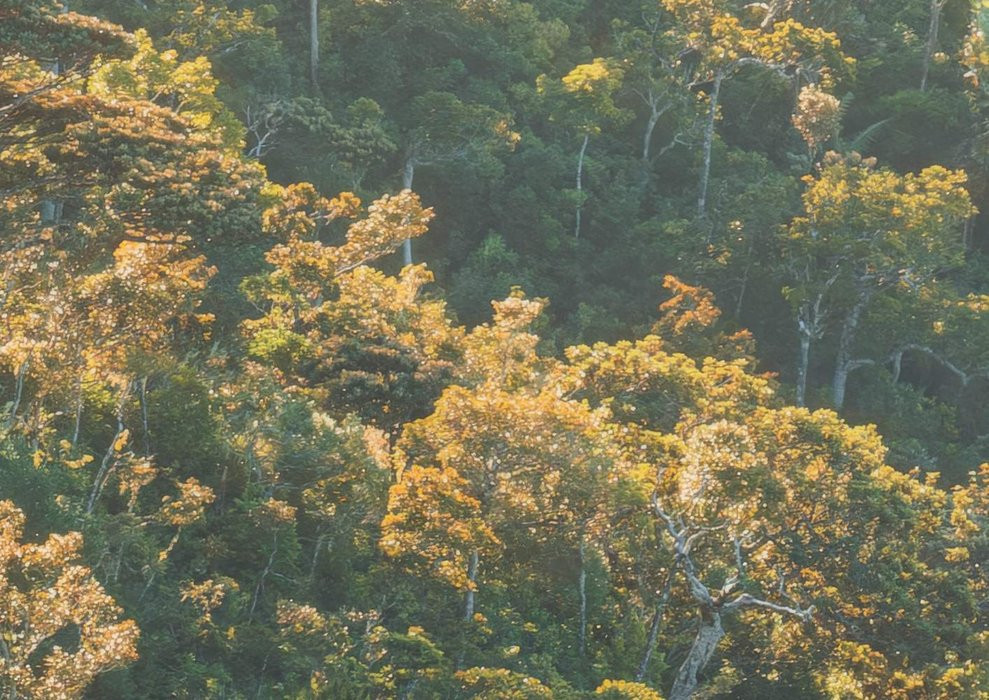 Mellow Woods