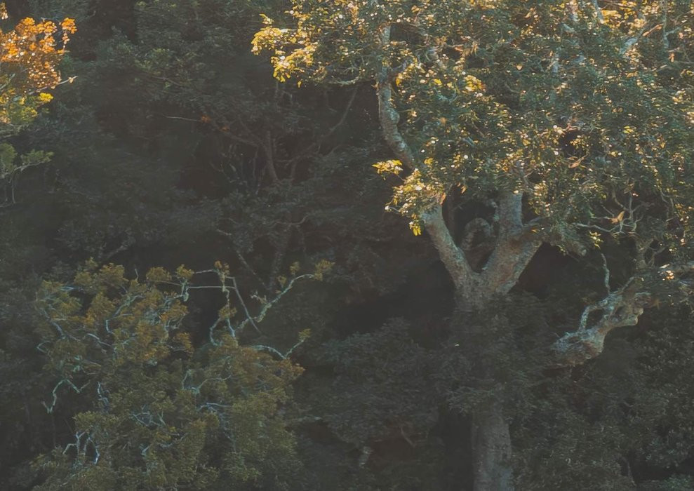 Mellow Woods
