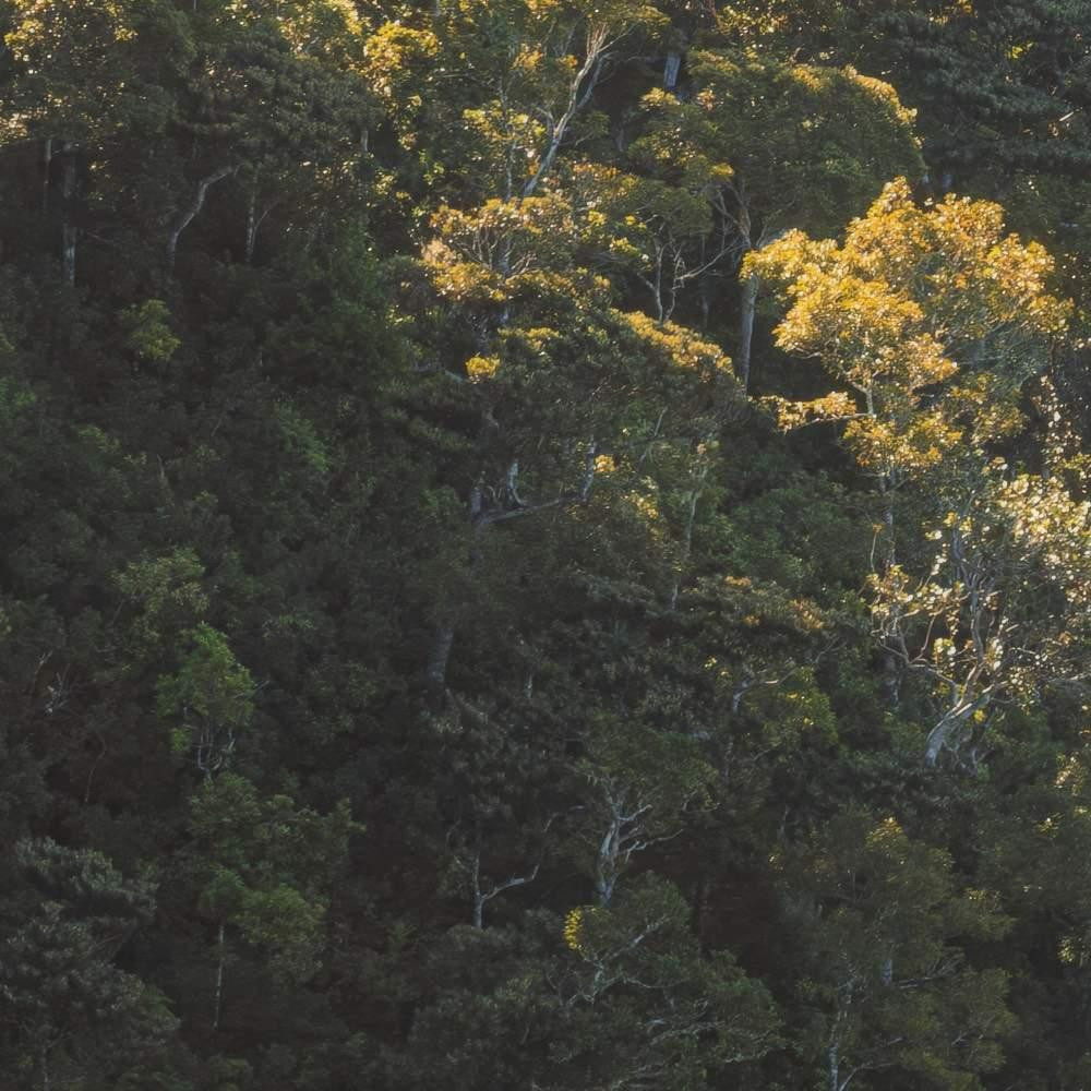 Mellow Woods