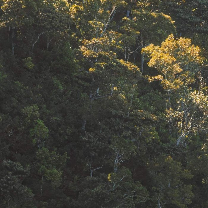 Mellow Woods