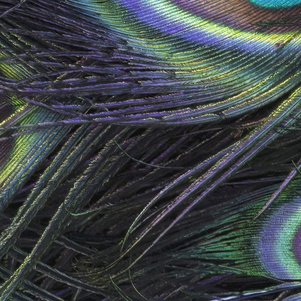 Plumage Detail