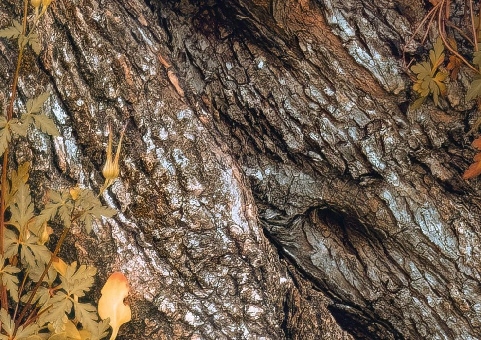 Swirly Bark