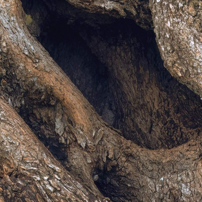Swirly Bark