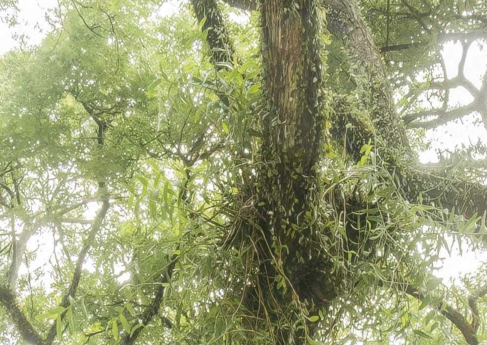 The Jungletree