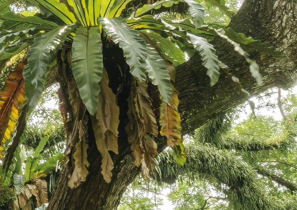 The Jungletree