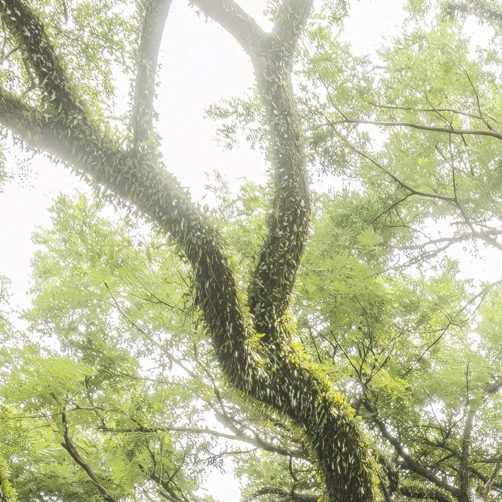 The Jungletree