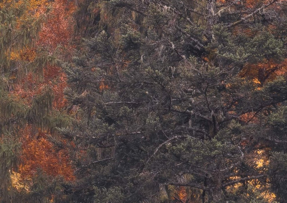 Warm Tones