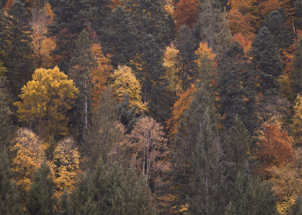Warm Tones